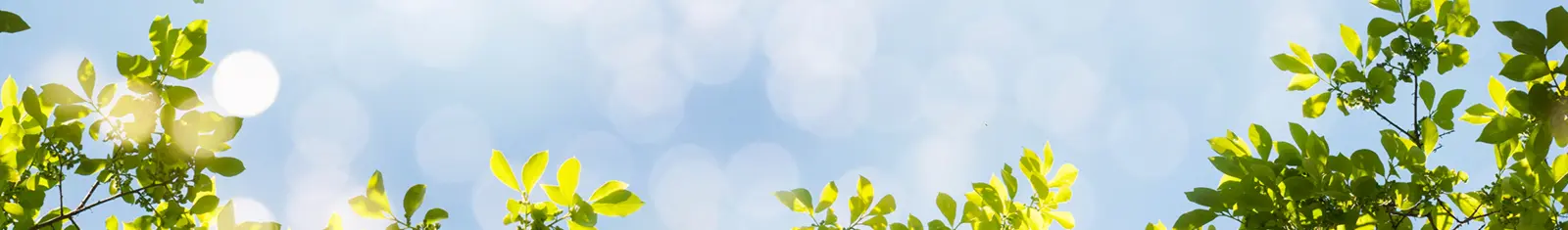 Shop Online at Skylark!