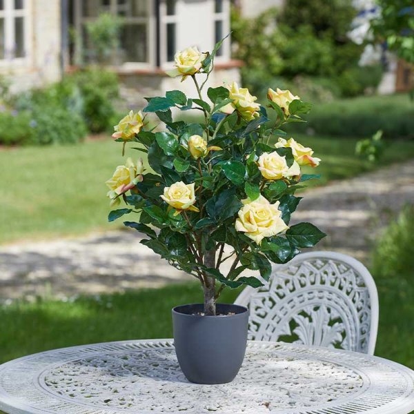 Smart Garden Regent's Roses - Sunshine Yellow 60cm - Shop - Skylark ...